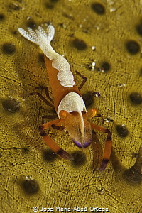 Periclimenes imperator on sea cucumber by Jose Maria Abad Ortega 